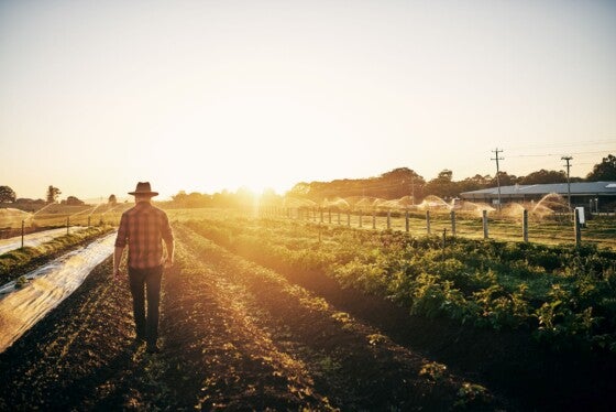 Rearview shot of a male farmer tending to his crops on the farm